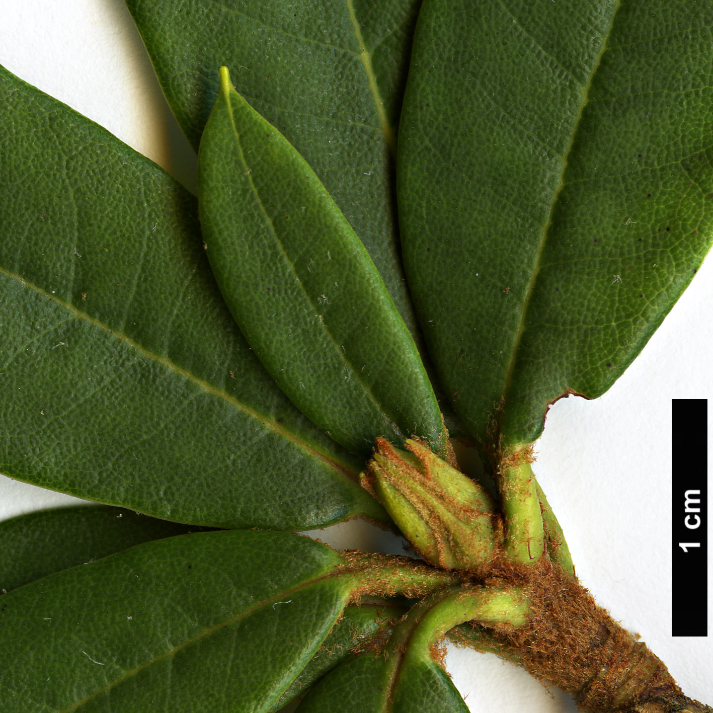 High resolution image: Family: Ericaceae - Genus: Rhododendron - Taxon: pocophorum - SpeciesSub: var. hemidartum 